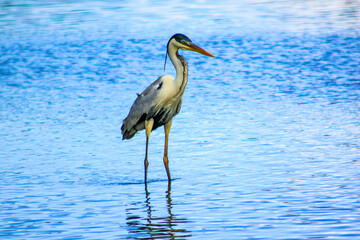 great blue heron