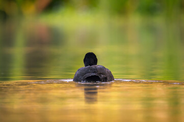 duck on the water