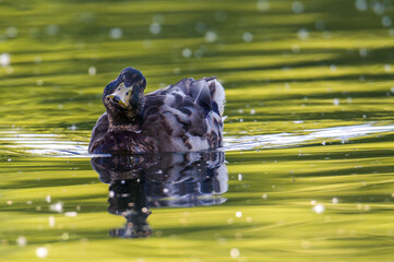 duck in the water