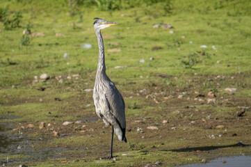 Fototapeta premium grey heron ardea cinerea