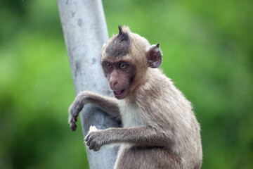 Fototapeta premium 可愛いサル