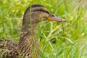 duck on the grass