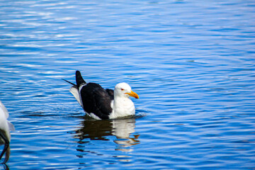 seagull on the water
