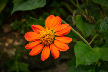 Flower with Orange Petals Similar to a Daisy in a Garden