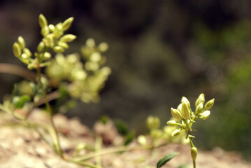 Wild plants with green buds