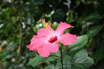 見上げるように咲くピンクのハイビスカス
