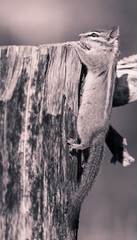 Chipmunk