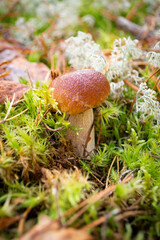 Boletus edulis or cep, penny bun, porcino or king bolete, usually called porcini mushroom grows on the forest floor among moss