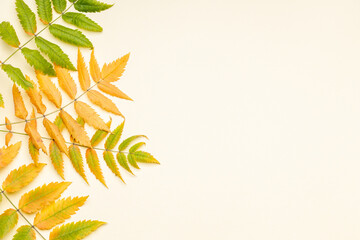 autumn green and yellow fern leaves frame border. pastel colored background. copy space. studio shot. above view