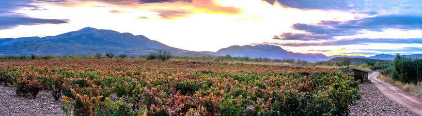Autumn sunset of vineyards, orange and red leaves, mountains in the background and blue and red sunset sky.