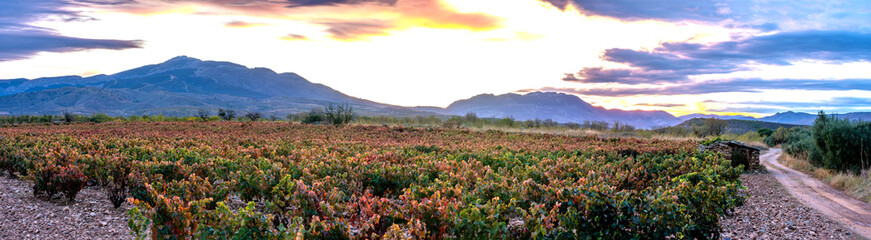 Autumn sunset of vineyards, orange and red leaves, mountains in the background and blue and red sunset sky.