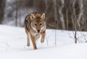 Coyote in Winter