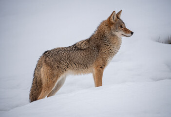 Coyote in Winter