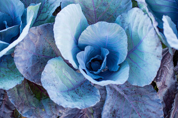 Blue cabbage head with large leaf