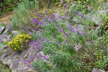 Salvia leucantha (Amethyst sage) / Lamiaceae perennial grass