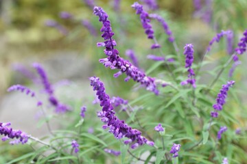 Salvia leucantha (Amethyst sage) / Lamiaceae perennial grass