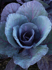Fototapeta premium Purple cabbage flower up close