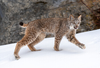 Siberian Lynx © Chris