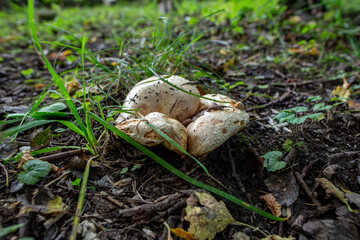 mushroom under the foliage in the forest