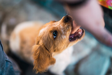 Cachorro de perro mordiendo una mano