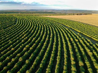 aerial view of coffee field in Brazil - obrazy, fototapety, plakaty