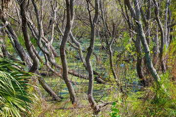Close-up of Trees in a Florida Wetland Area