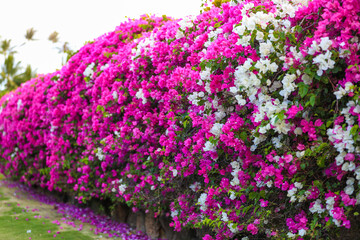 Paperflower, lesser bougainvillea, Honolulu, Oahu, Hawaii