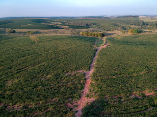 Fototapeta na wymiar Aerial view of cassava field in Sao Paulo state