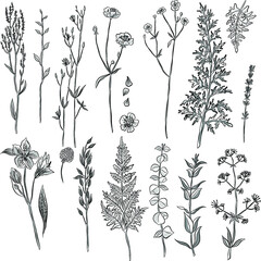 set of wildflowers in  tattoo sketch black and white vector illustration