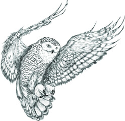 owl in flight Northern black white vector illustration