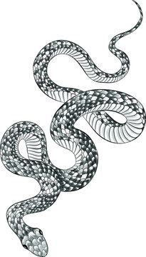 snake black white tattoo sketch graphic vector illustration