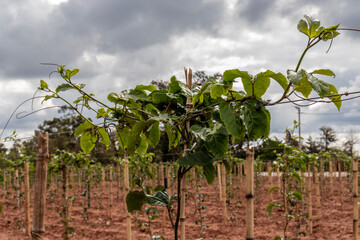 Fototapeta na wymiar A farm of passion fruits in Brazil