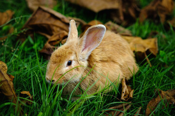 Naklejka na ściany i meble Rabbit eating grass in the garden