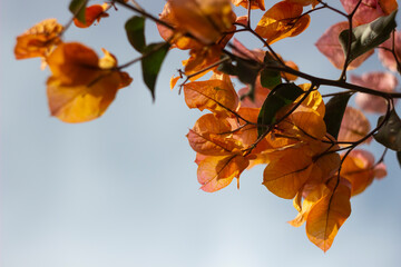 Bougainvilleas. Bugambilia, papelillo, Napoleón, trinitaria, veranera y brisa o santa Rita....