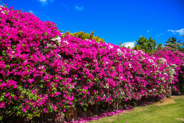  Paperflower, lesser bougainvillea, Honolulu, Oahu, Hawaii