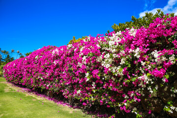  Paperflower, lesser bougainvillea, Honolulu, Oahu, Hawaii