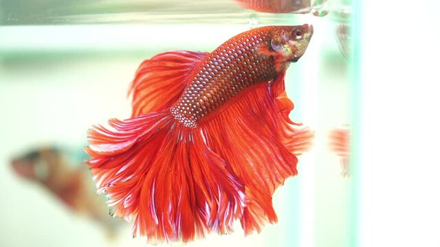 slow motion red fighting fish