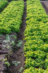 vegetable garden with mimosa lettuce in a family farm, which works with different types of vegetables