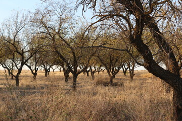 african acacia tree