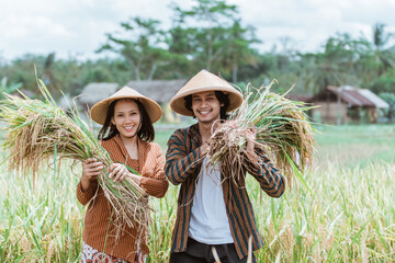 Male Asian farmers carry the rice plants that have been harvested and female farmers carry their hands up to the top of the harvest together in the fields