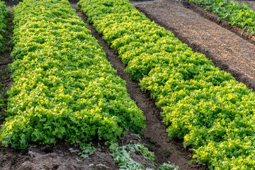vegetable garden with mimosa lettuce in a family farm, which works with different types of vegetables