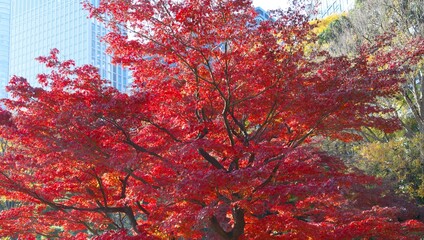 見事な赤色の紅葉の樹と青空