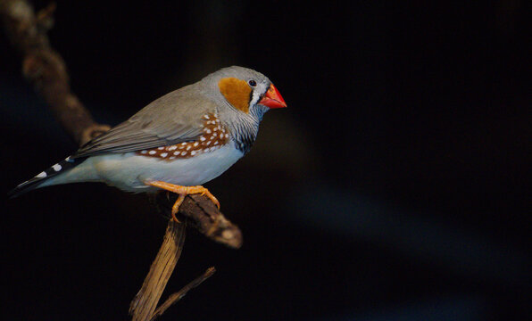 Zeebra finch bird on branch