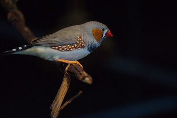 zeebra finch bird perched on branch