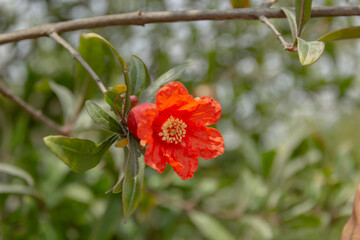 Flor de granado