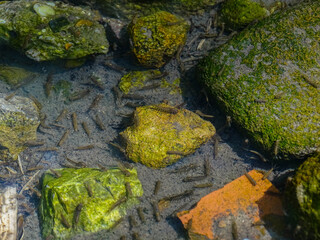 Many dragonfly larvae in river water