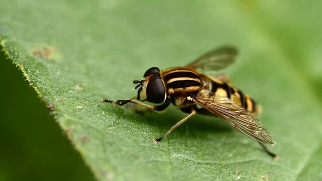 Syrphe sur feuille.