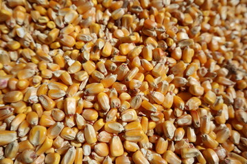 grain background
