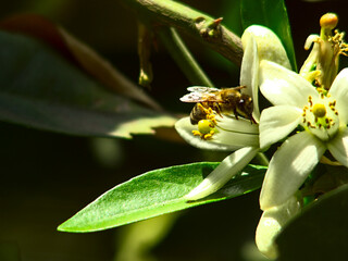 abeja recogiendo polen, flor de naranjo