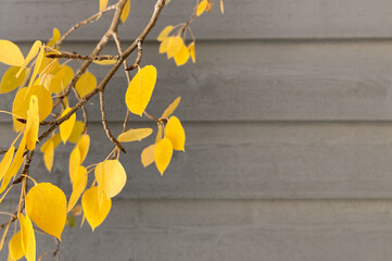 Wooden wall background picture with fall color leaves